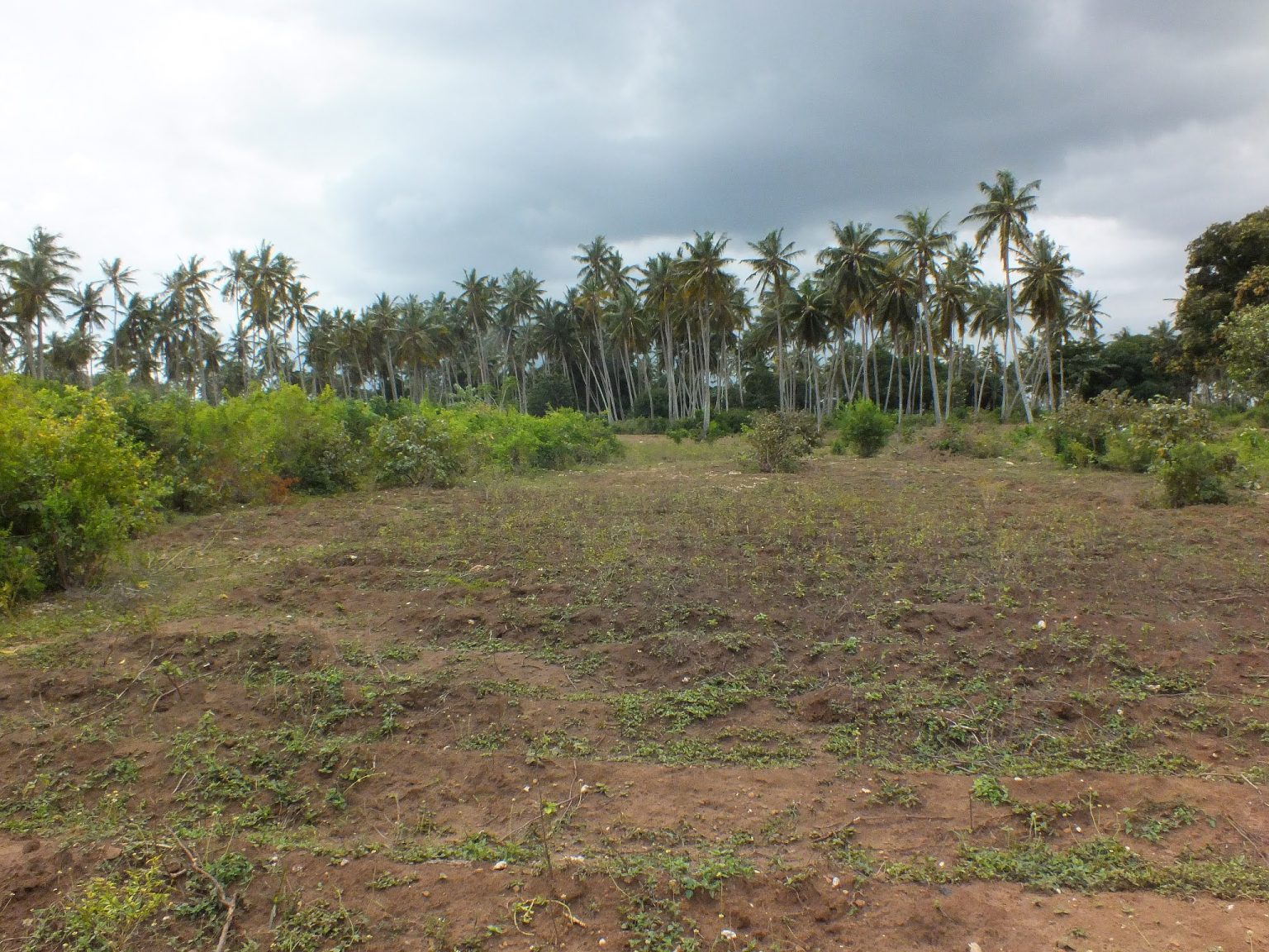 Zanzibar adası, Tanzanya