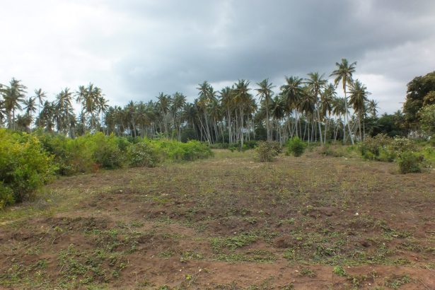 Zanzibar adası, Tanzanya