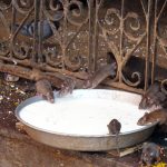 Karni Mata Fare Tapınağı