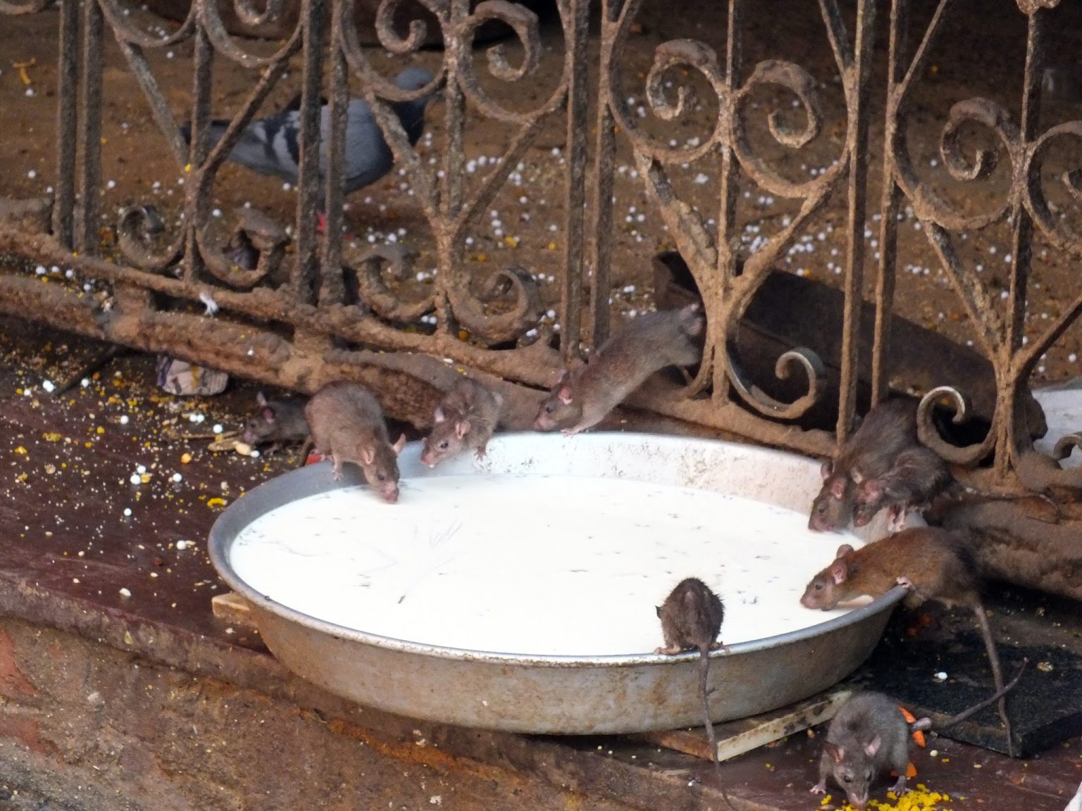 Karni Mata Fare Tapınağı