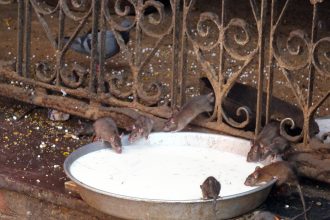 Karni Mata Fare Tapınağı