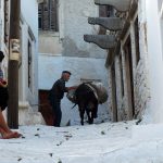 Naxos'ta eşekler ulaşımı sağlamakta