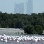 Ras al Khor Flamingo Koruma alanı, Dubai