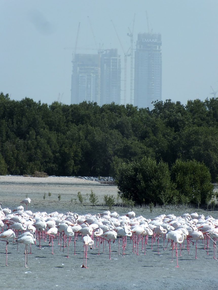 Ras al Khor Flamingo Koruma alanı, Dubai