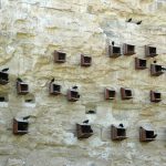 Birecik'teki Kelaynak Kuşlarının üretim merkezi