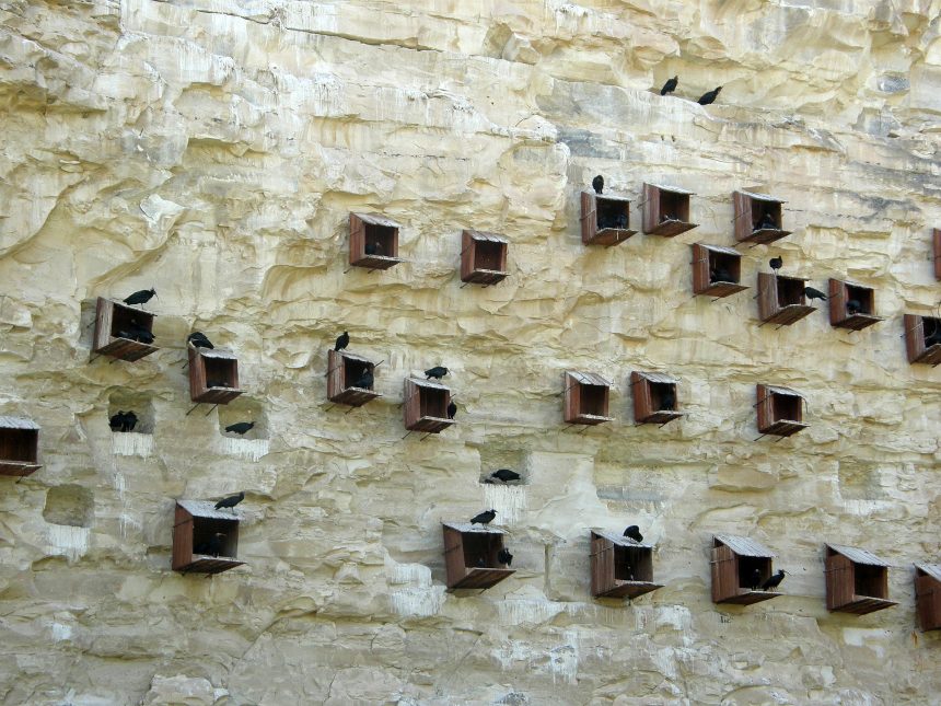 Birecik'teki Kelaynak Kuşlarının üretim merkezi